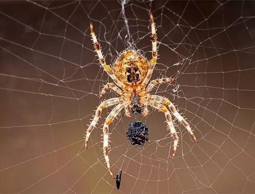 Preço Dedetização de Aranhas